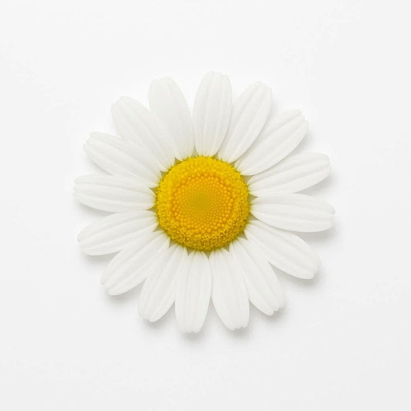 Chamomile Extract