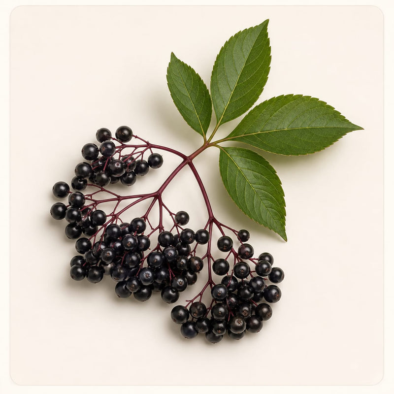 Elderberry