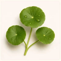 Gotu Kola