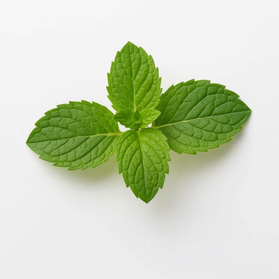 Mentha Arvensis Leaf Extract