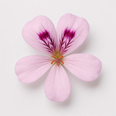 Pelargonium Graveolens Extract