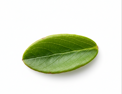 Alpha-Arbutin