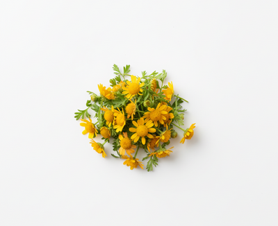 Chrysanthellum Indicum Extract
