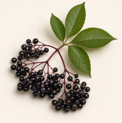 Elderberry Extract