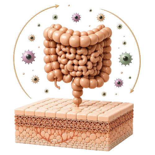 3D graphic of human intestines resting above skin layer diagram.